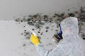 Best Biohazard Mold Removal in USA